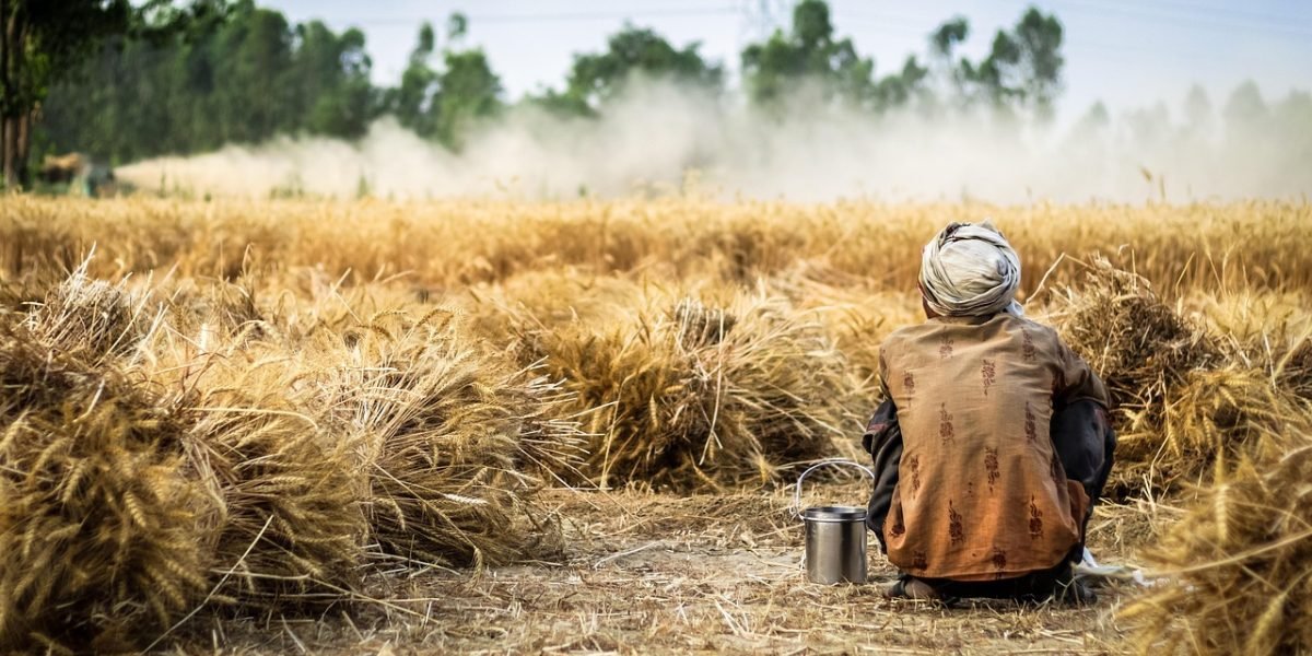A farmer uses modern techniques to monitor crop health, a testament to precision agriculture.